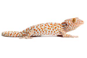 Gekko gecko, adulte